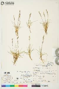 Deschampsia brevifolia image