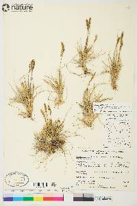 Deschampsia brevifolia image