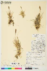 Deschampsia brevifolia image