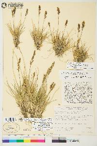 Deschampsia brevifolia image