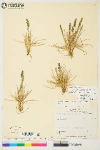 Deschampsia brevifolia image