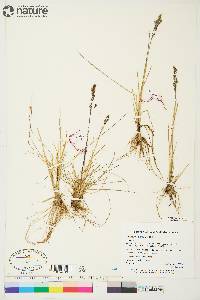 Deschampsia brevifolia image