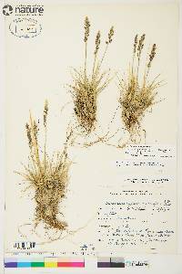 Deschampsia brevifolia image