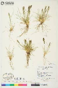 Deschampsia brevifolia image