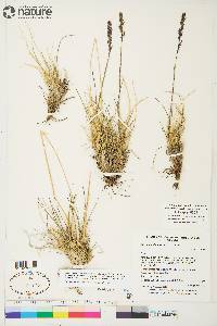 Deschampsia brevifolia image