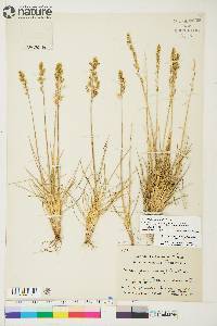 Deschampsia brevifolia image