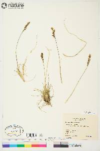 Deschampsia brevifolia image