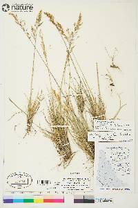 Deschampsia brevifolia image