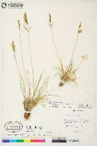 Deschampsia brevifolia image