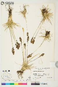 Deschampsia brevifolia image