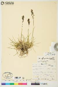 Deschampsia brevifolia image