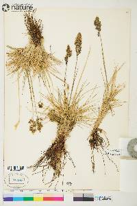 Deschampsia brevifolia image