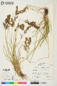 Deschampsia brevifolia image