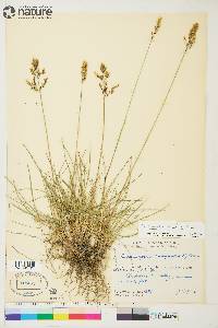 Deschampsia brevifolia image