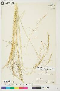 Deschampsia cespitosa subsp. cespitosa image