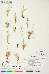 Deschampsia cespitosa subsp. cespitosa image