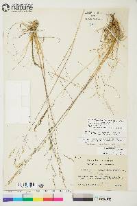 Deschampsia cespitosa subsp. cespitosa image