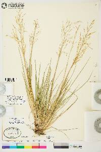 Deschampsia cespitosa subsp. cespitosa image