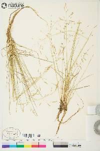 Deschampsia cespitosa subsp. cespitosa image