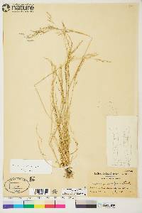 Deschampsia danthonioides image