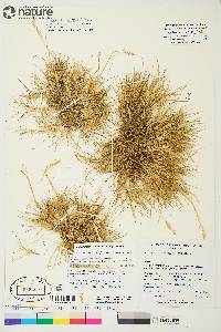 Deschampsia sukatschewii image