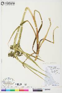 Scirpus microcarpus image