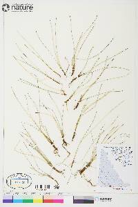 Trichophorum pumilum image