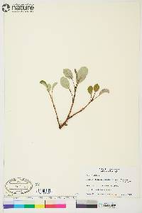 Salix reticulata image