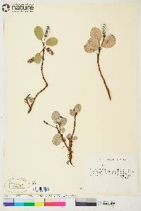 Salix reticulata image