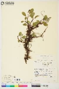 Salix reticulata image