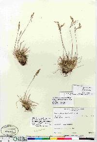 Deschampsia sukatschewii image