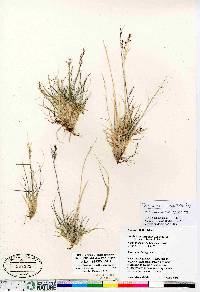 Deschampsia cespitosa subsp. cespitosa image