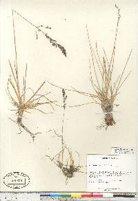 Deschampsia brevifolia image