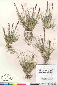 Deschampsia brevifolia image