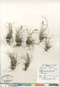 Carex simpliciuscula image