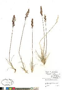 Deschampsia brevifolia image