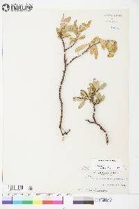 Salix richardsonii image