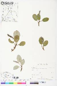 Salix reticulata subsp. reticulata image