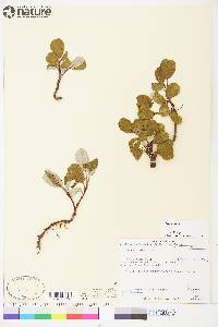 Salix reticulata image