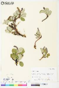 Salix reticulata image