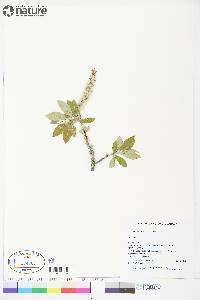 Salix richardsonii image