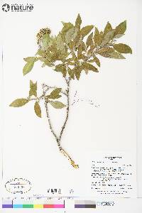 Salix richardsonii image