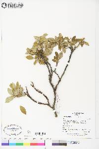 Salix richardsonii image