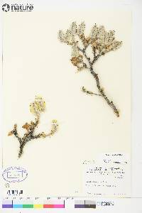 Salix richardsonii image