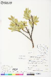 Salix richardsonii image