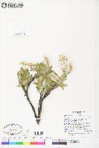 Salix richardsonii image