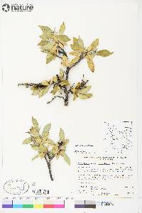 Salix richardsonii image