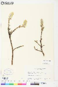 Salix richardsonii image