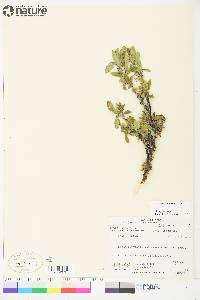 Salix richardsonii image