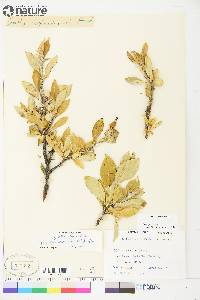 Salix richardsonii image